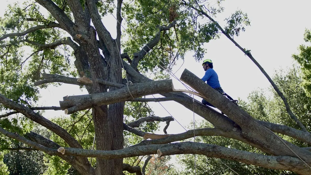 Professional Hazardous Tree Removal performed by certified arborists in Allred