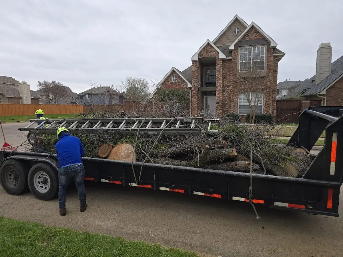 Expert Tree Removal with proper safety equipment in Allred